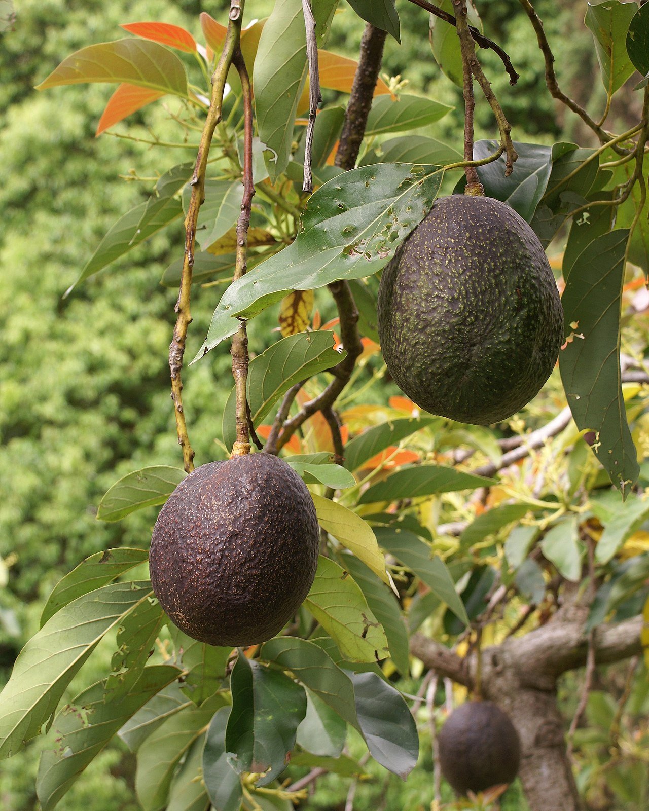 Avocado fruits on the tree, representing Fallbrook California - the avocado capital of the world